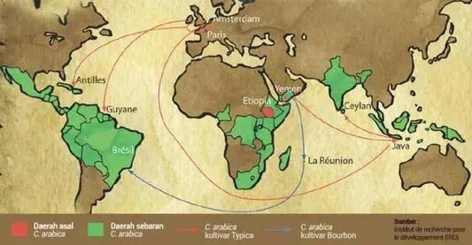 The History of Arabica's Spread (Part 2) – The History of Bourbon's Spread