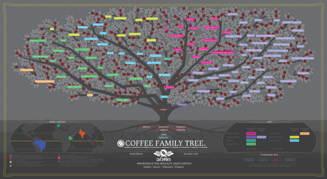 The History of Arabica Coffee's Spread (Part 3) —The Bourbon Coffee Family