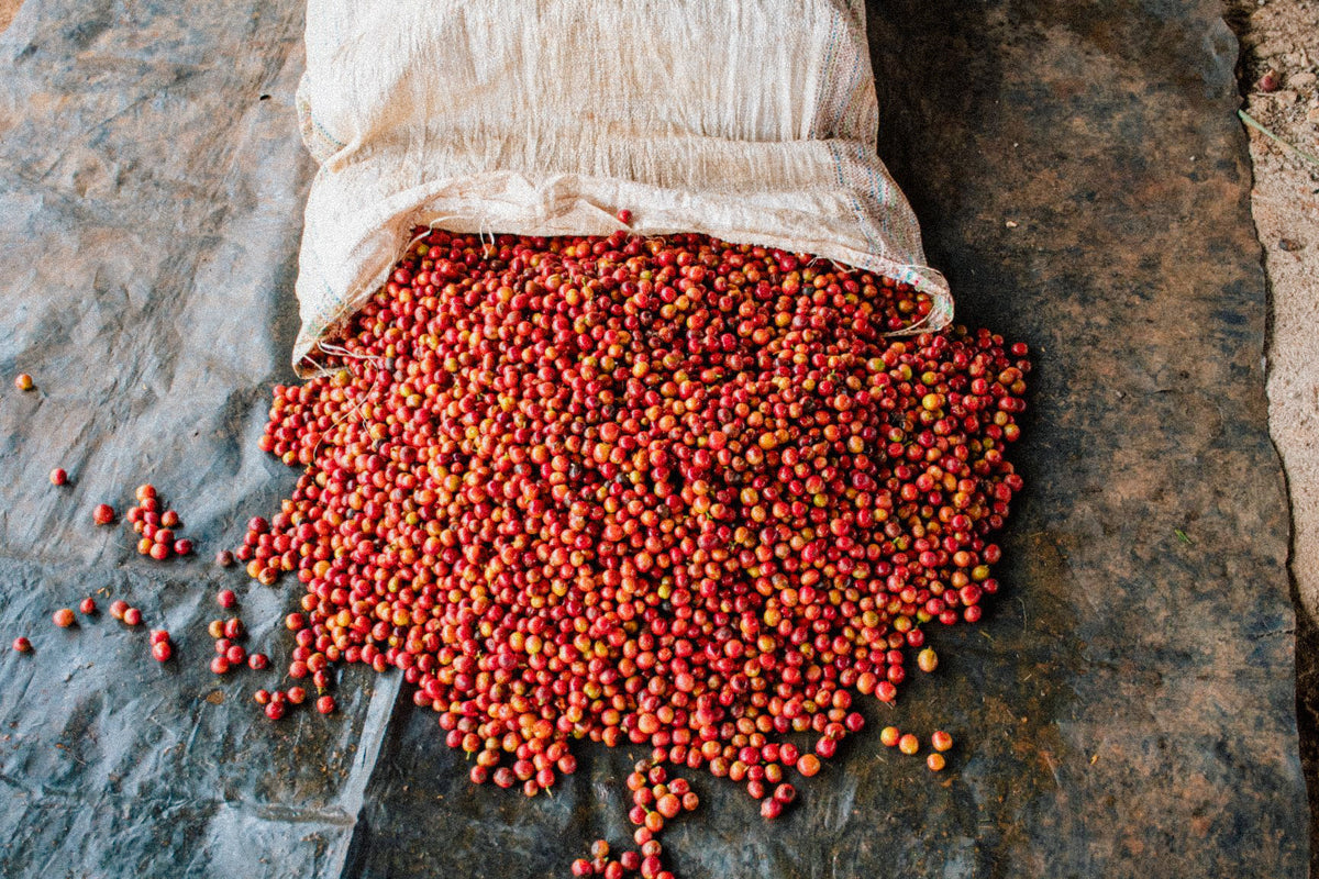 Kenya Gichathaini